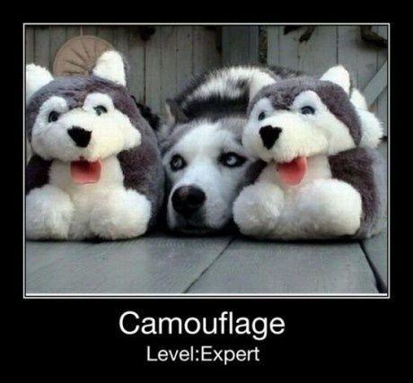 Camouflage Level: Expert.