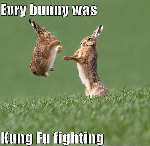 Evry bunny was Kung Fu fighting.