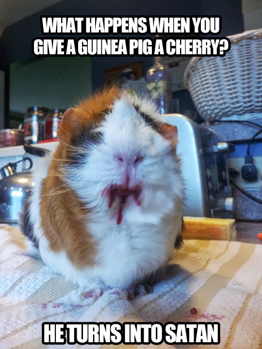 What happens when you give a guinea pig a cherry? He turns into satan.
